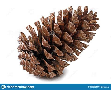 Side View Of Brown Pine Cone Isolated On White Background Stock Image