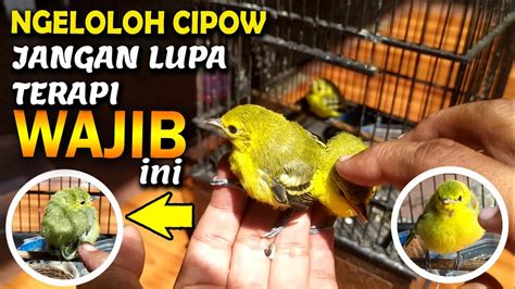 Terapi Wajib Lolohan Anakan Burung Sirtu Cipow Agar Semakin Sehat Calon