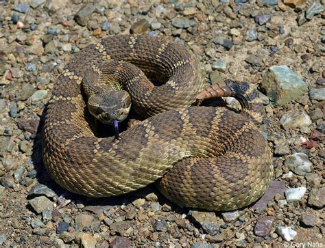 Living With Rattlesnakes