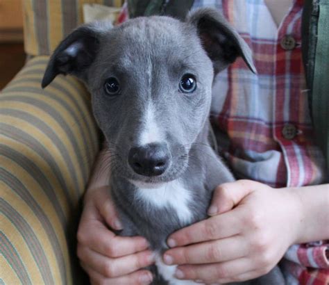 Blue Whippet Puppy For Sale 531d92ab4c20a 1280×1108 Whippet