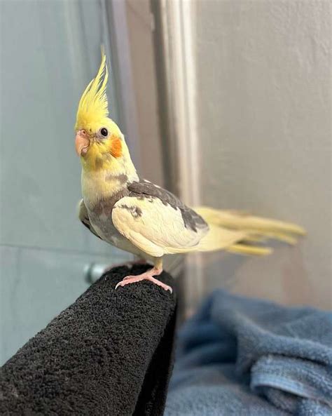 Unsexed Lutino Pied Cockatiel Weaned Ready For Pickup