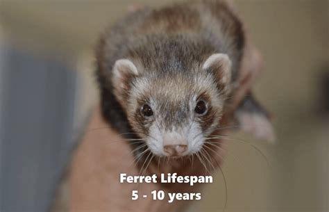 Ferret Lifespan — Do Pet Ferrets Live Long Ferret Advice