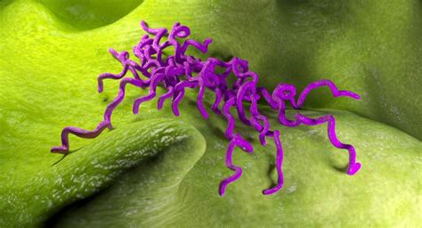 Spirillum Bacteria 3d Model Turbosquid 1323383