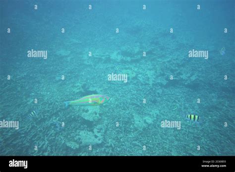 Surge Wrasse with Seargent Majors Stock Photo - Alamy