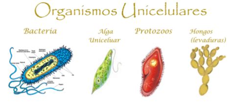 Celula Unicelular - Un organismo unicelular está formado por una única célula. Ejemplos de ...