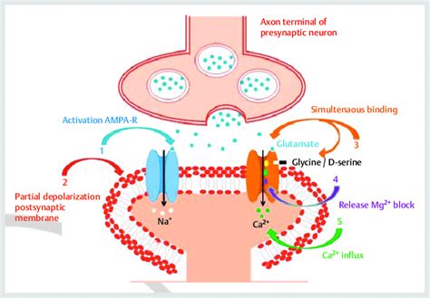 Activation Of Nmda Receptors Inotropic Receptors Gate Cation Channels