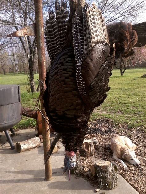 Deer Camp Blog Fox Vs Turkey Dead Turkey