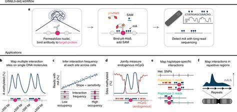 Genome Wide Mapping Of Protein Dna Interactions With Dimelo Seq A Download Scientific Diagram