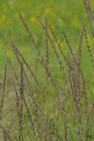 Sideoats Grama Bouteloua Curtipendula Prairie Nursery Grass Ornamental Grasses Perfect