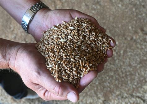 Ukraine Grain Exports Deal To Be Signed Next Week Says Turkey Ibtimes