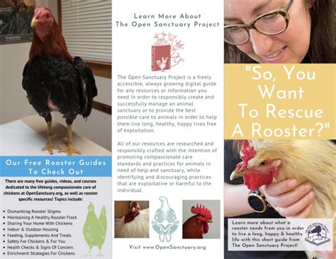 The Open Sanctuary Project S So You Want To Rescue A Rooster Brochure