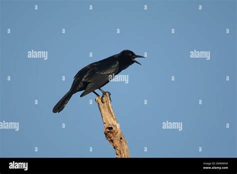 Common grackle migration bird hi-res stock photography and images - Alamy