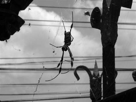 Spider 1 Free Photo Download Freeimages