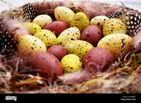 Perlhuhn Eier Stockfotos Und Bilder Kaufen Alamy