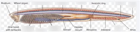 BIO 329 Lab 1 Cephalochordata Lancelet Amphioxus Diagram Quizlet