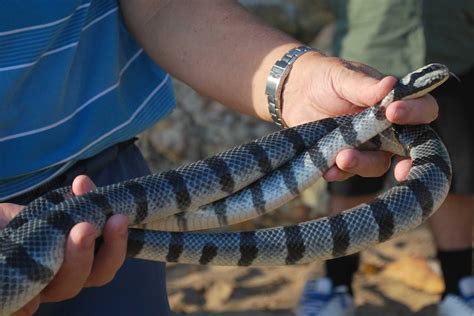 Boy asks paramedics 'am I going to die?' after often-deadly sea snake ...