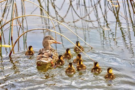 Mallard Duck Mother And Ducklings Swimming In Pond Stock Image Image