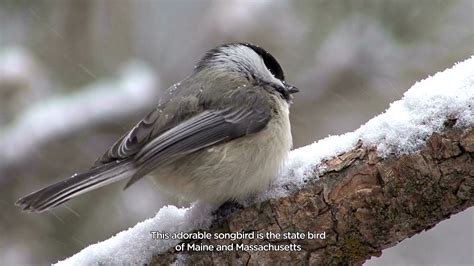 BIRD OF THE DAY: Black-capped Chickadee - the state bird of Maine! : r ...