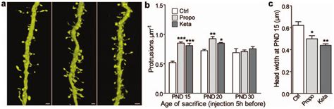 Effects Of Propofol And Ketamine Anesthesia On Dendritic Protrusions In