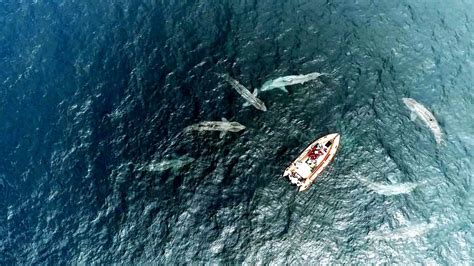 Drone Footage Shows Amazing Encounter With Basking Sharks Off Co Clare