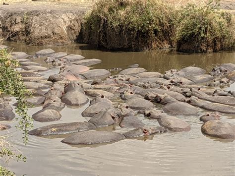 Visiter Le Parc National du Serengeti Tanzanie A faire à voir à Le