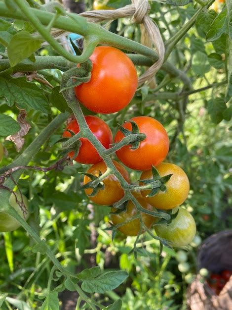 Planta De Tomate Tomate Cereja No Jardim Tomate Cereja Pronto Para