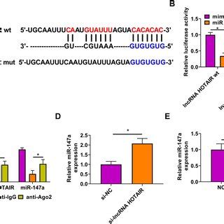 Effects Of LncRNA HOTAIR Silencing On The Biological Functions Of