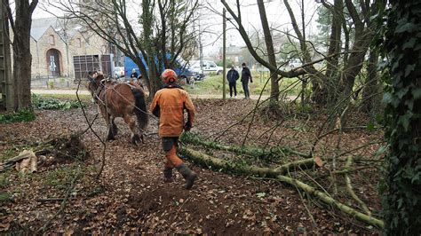 Op Ration De D Bardage Cheval Des Marais De La Gu Nardi Re D Cembre