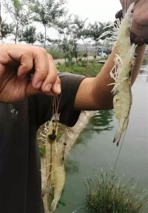 造成南美白對蝦「難養」的主要原因，環境與水質，該如何加以控制 每日頭條