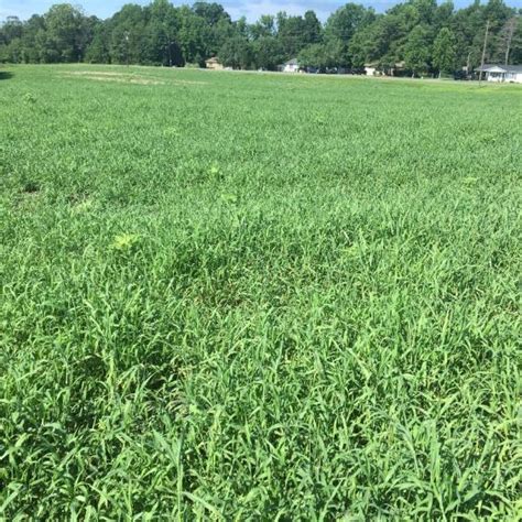 Balancing Forage Production Southeast Agriseeds