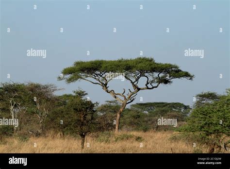 The Savannah Of The Serengeti In Tanzania Stock Photo Alamy