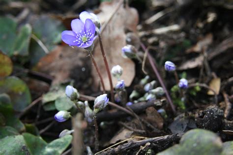 Hepatica Nobilis Leverbloem 1 Hepatica Nobilis Leverbl Flickr