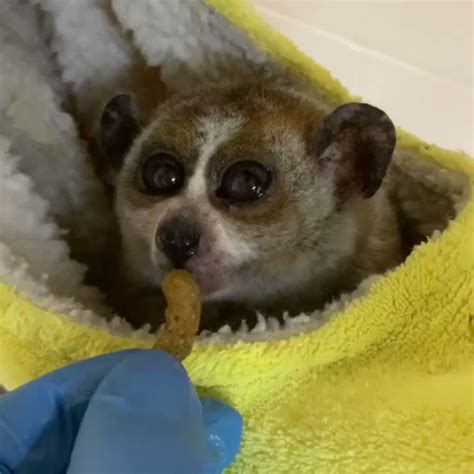 Baby Slow Loris Eating