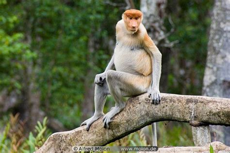 Proboscis Monkeys Are Only Found In The Region Of Borneo Dont They