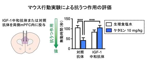 ケタミンの即効性抗うつ作用に関わる新しいメカニズムを解明！ 金沢大学