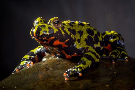 10 Most Popular Pet Amphibians Ranked Mr Amphibian