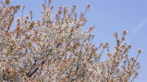 Fondo Sol De Primavera Blanco Flores Y Árboles Flor De Cerezo Para Power Point Y Diapositivas