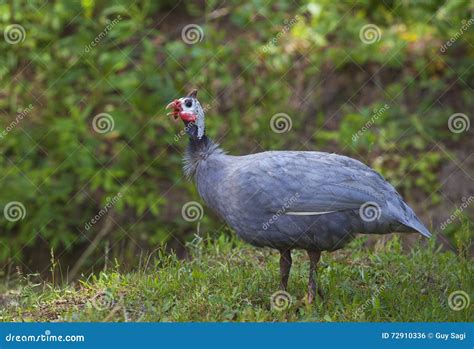 Loud bird stock photo. Image of bird, tail, animal, black - 72910336