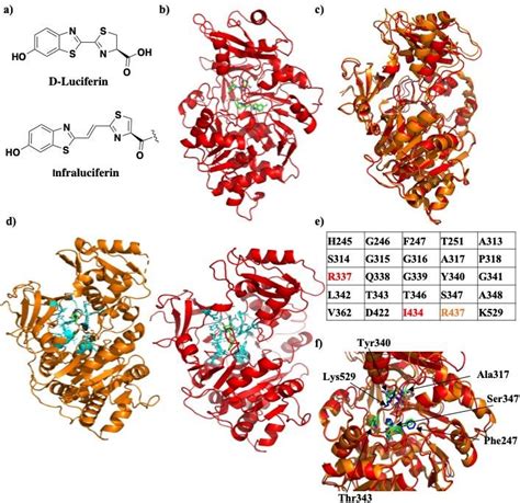 Crystal structure of Firefly luciferase in complex with a iLH 2 ...