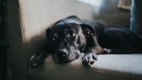 Hunde K Nnen Den Stress Ihrer Menschen Riechen Und Es Macht Sie Traurig