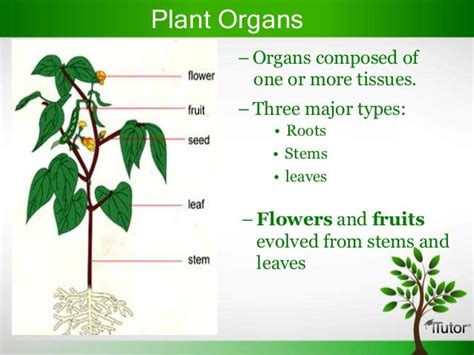 Plant Organs