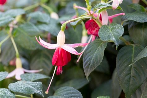 Fuchsias For Pots And Containers Bbc Gardeners World Magazine