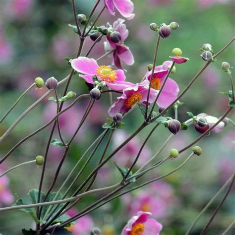 An Mona Del Jap N Anemone Hupehensis Var Japonica Semillas