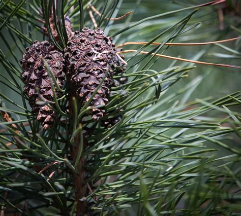 Сосна Пицундская шишки (65 фото) » НА ДАЧЕ ФОТО