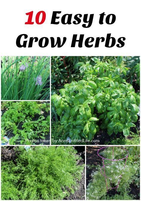 10 Easy To Grow Herbs If You Are A Beginner Gardener And Would Like To