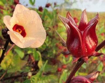 ASIAN Sour Leaf Roselle Hibiscus Seeds Red Sorrel Jamaican Sorrel