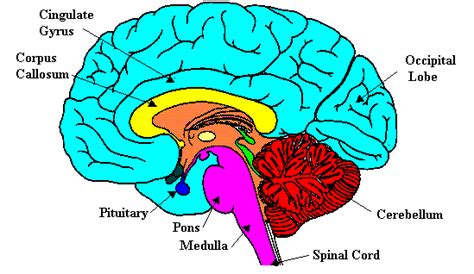 Neuroscience For Kids - The Brain: Right Down the Middle