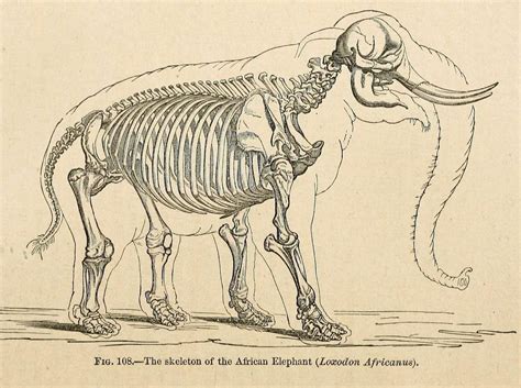 Skeleton Of The African Elephant A Manual Of The Anatomy Of The