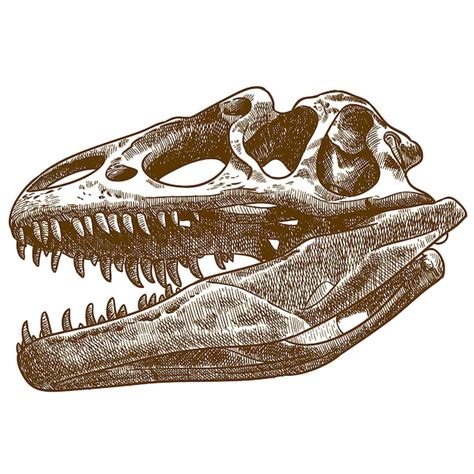 T Rex Skeleton Drawing