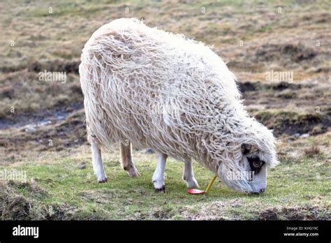 Wildlife in the Faroe Islands Stock Photo - Alamy